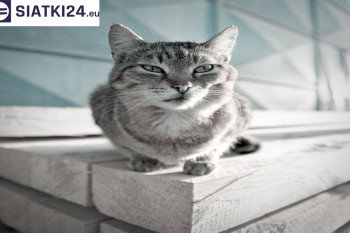 Sieci - Siatka na balkony dla kota i zabezpieczenie dzieci sieciowej